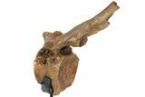Hadrosaur (Edmontosaurus) Caudal Vertebra - South Dakota #113147-7